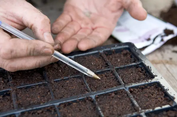 Sowing wildflower seeds with a biro. Sarah Cuttle