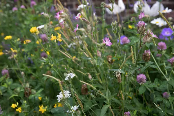 Wildflowers growing in a lawn. Sarah Cuttle