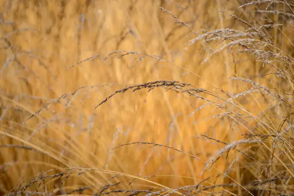 Molinia caerulea subsp caerulea 
