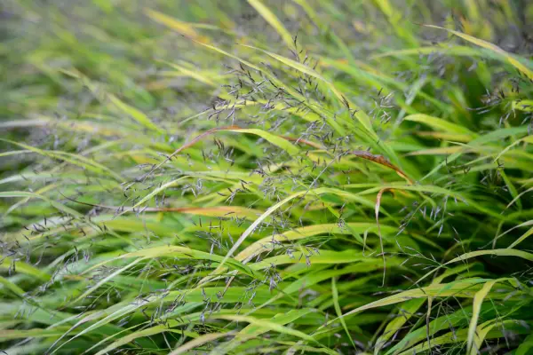 Hakonechloa Macra