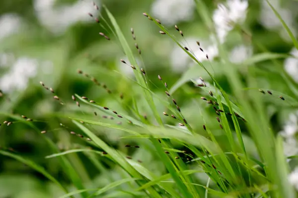 Wood melick (Melica uniflora)