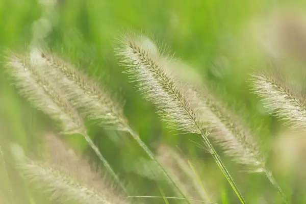 Pennisetum alopecuroides ‘Hameln’