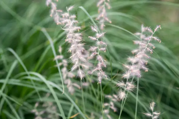 Pennisetum orientale