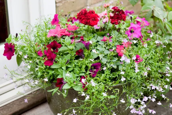 How to grow impatiens - where to grow impatiens