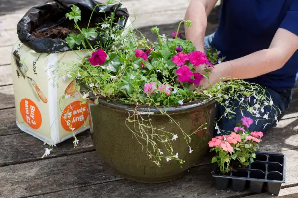 How to grow impatiens - planting impatiens in a pot