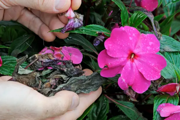 How to grow impatiens - deadheading impatiens