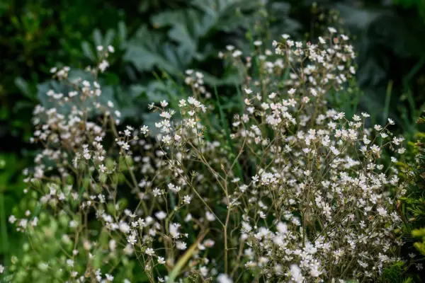 Comment cultiver la plante de London Pride (Saxifraga × Urbium)