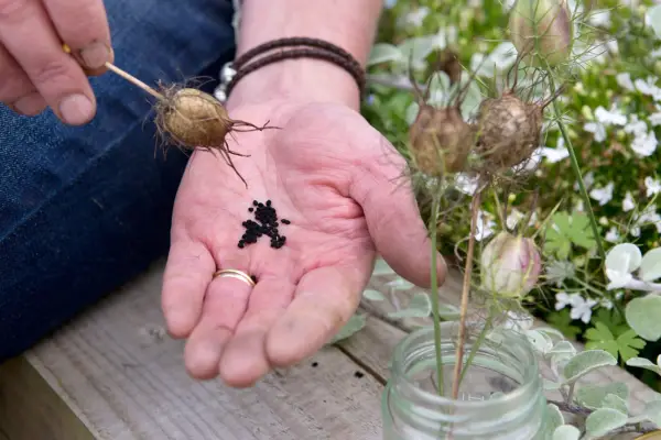 Collecting seed from love-in-a-mist seedhead