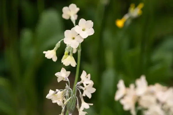 Primula sikkimensis