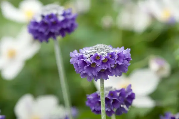 Primula capitata 