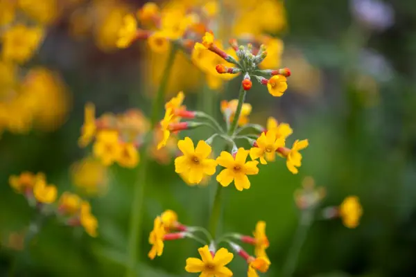 Primula chungensis