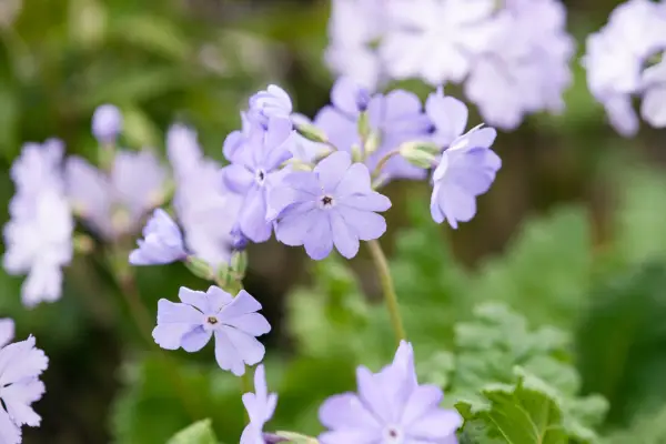 Primula sieboldii 