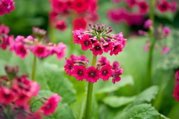 Primula japonica 