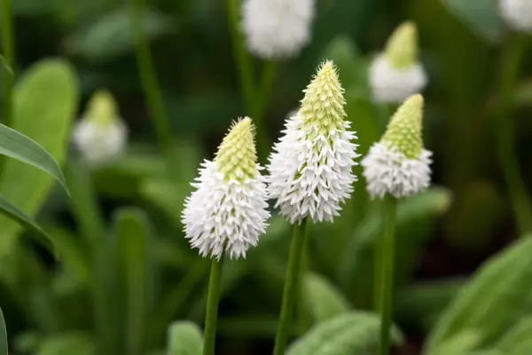 Fritillaria - Grow Guide