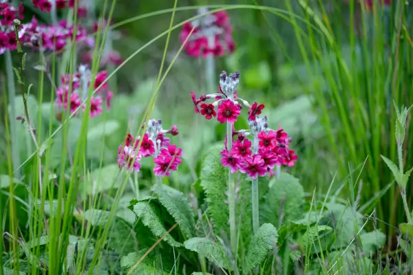 How to grow primulas - Primula pulverulenta