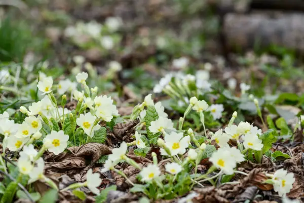 Primula vulgaris