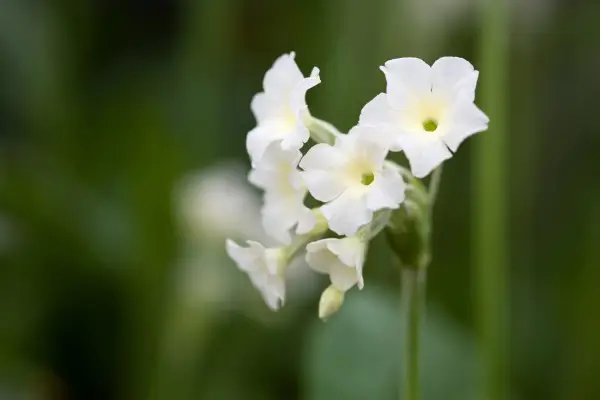 Primula alpicola var. alba