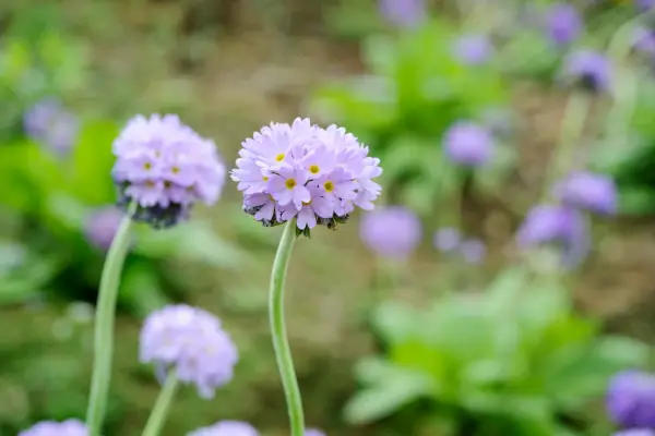 Primula denticulata