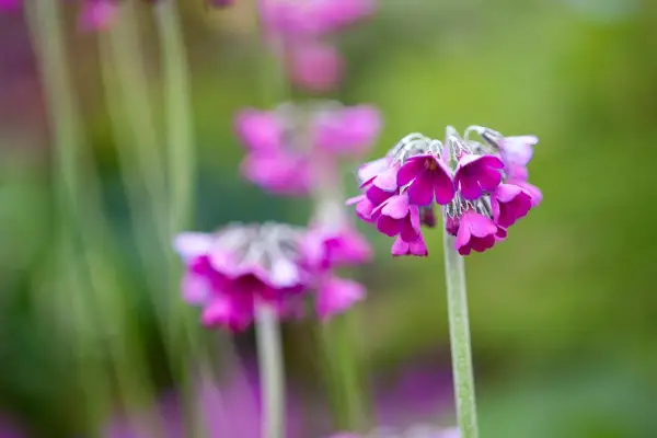 Primula secundiflora