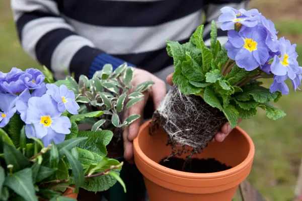 How to grow primulas - planting primulas
