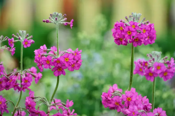 Primula beesiana