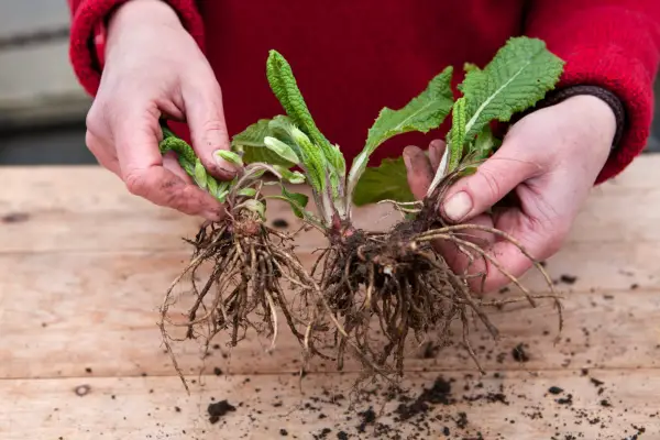 How to grow primulas - dividing a primula