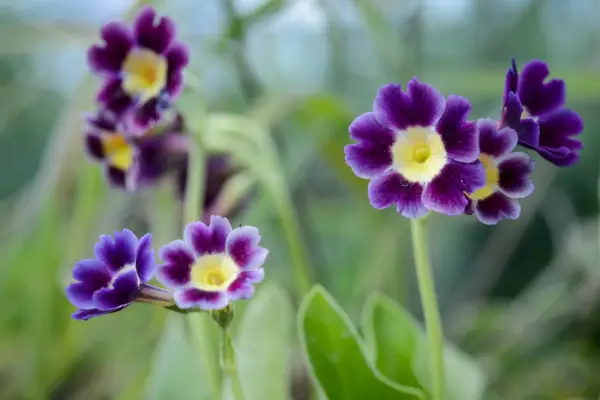 Primula auricula