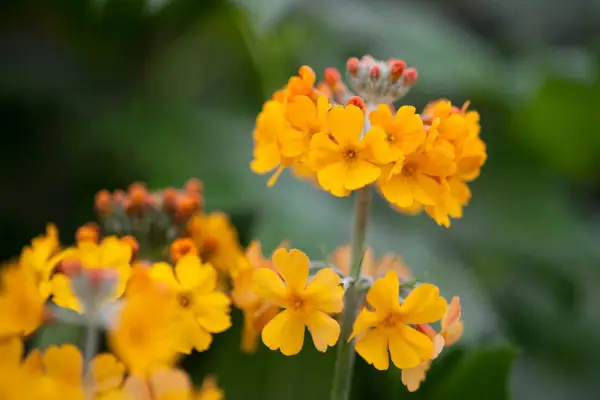 Primula bulleyana
