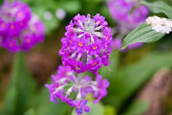 Primula beesiana