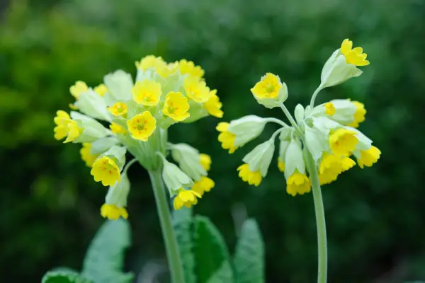 Primula veris