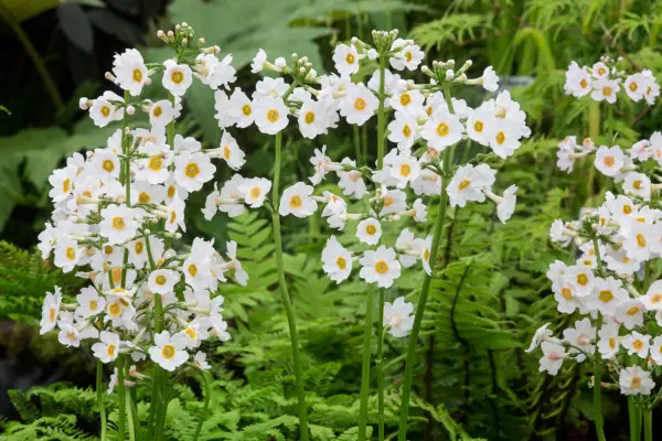 Primula japonica 