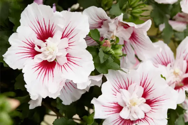 Comment cultiver Rose of Sharon