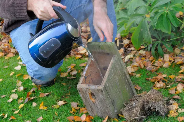 Cleaning out a nest bird box