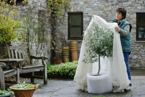 How to grow olives - wrapping an olive tree for winter