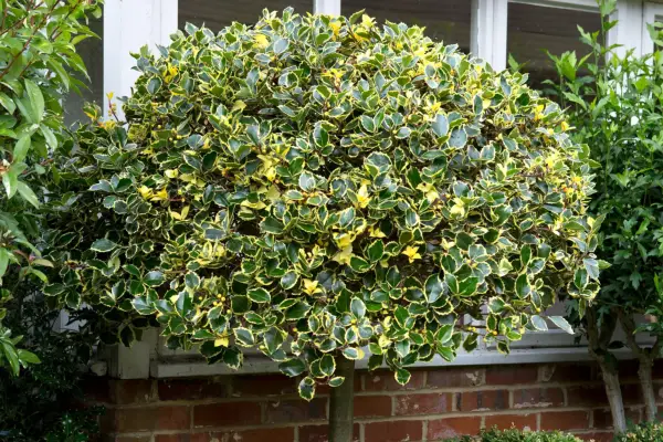 Variegated holly grown as a lollipop tree
