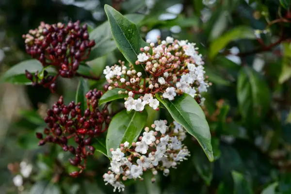 Viburnum tinus 