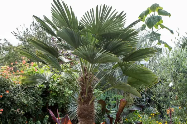 Trachycarpus wagnerianus