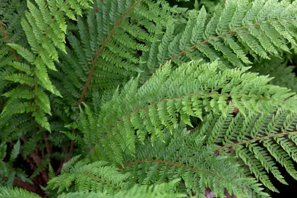 Polystichum setiferum