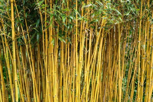 Phyllostachys vivax Aureocaulis