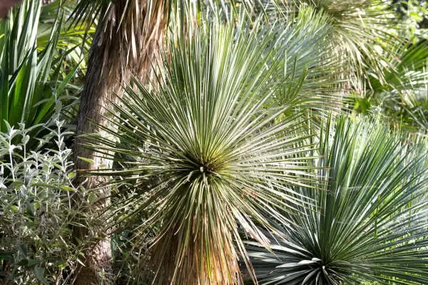 Yucca linearifolia