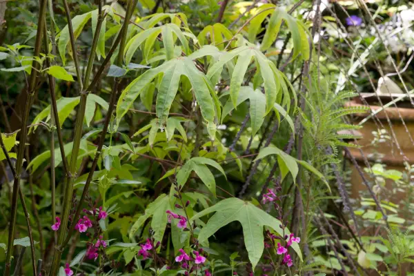 Kalopanax septemlobus maximowiczii