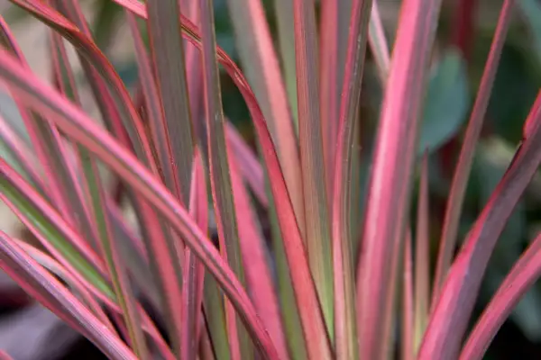 Phormium tenax 