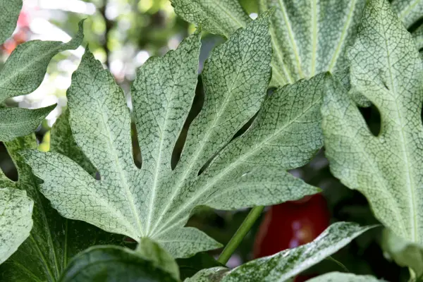 10 exotice rezistente pentru a crește