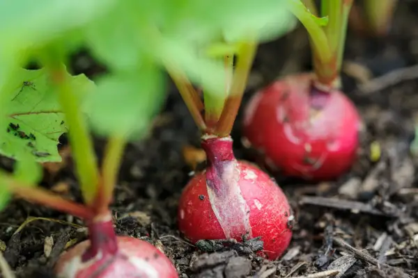 Row of radishes