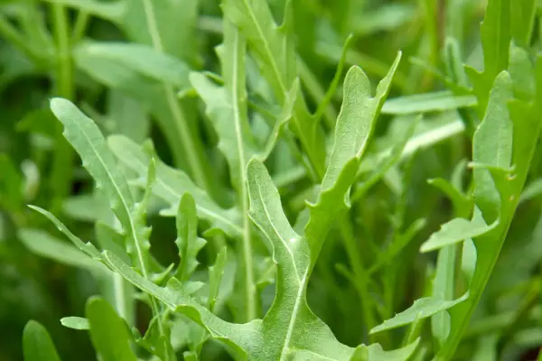 Rocket leaves
