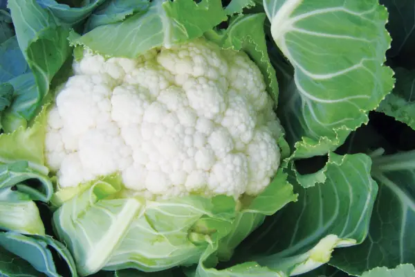 Cauliflower