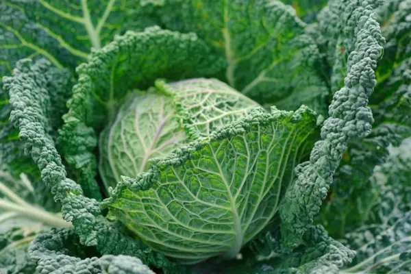 Head of savoy cabbage