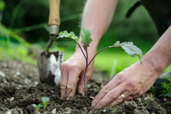 Planting out sprouting broccoli