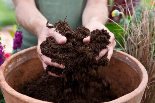 Adding compost to the container