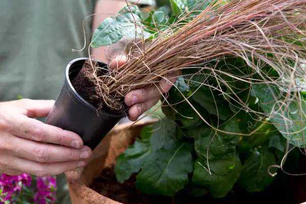 Planting up the container